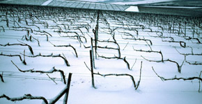 les vignes en champagne sous la neige