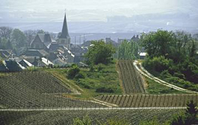 les vignes du champagne Marc Chauvet, Rilly la Montagne